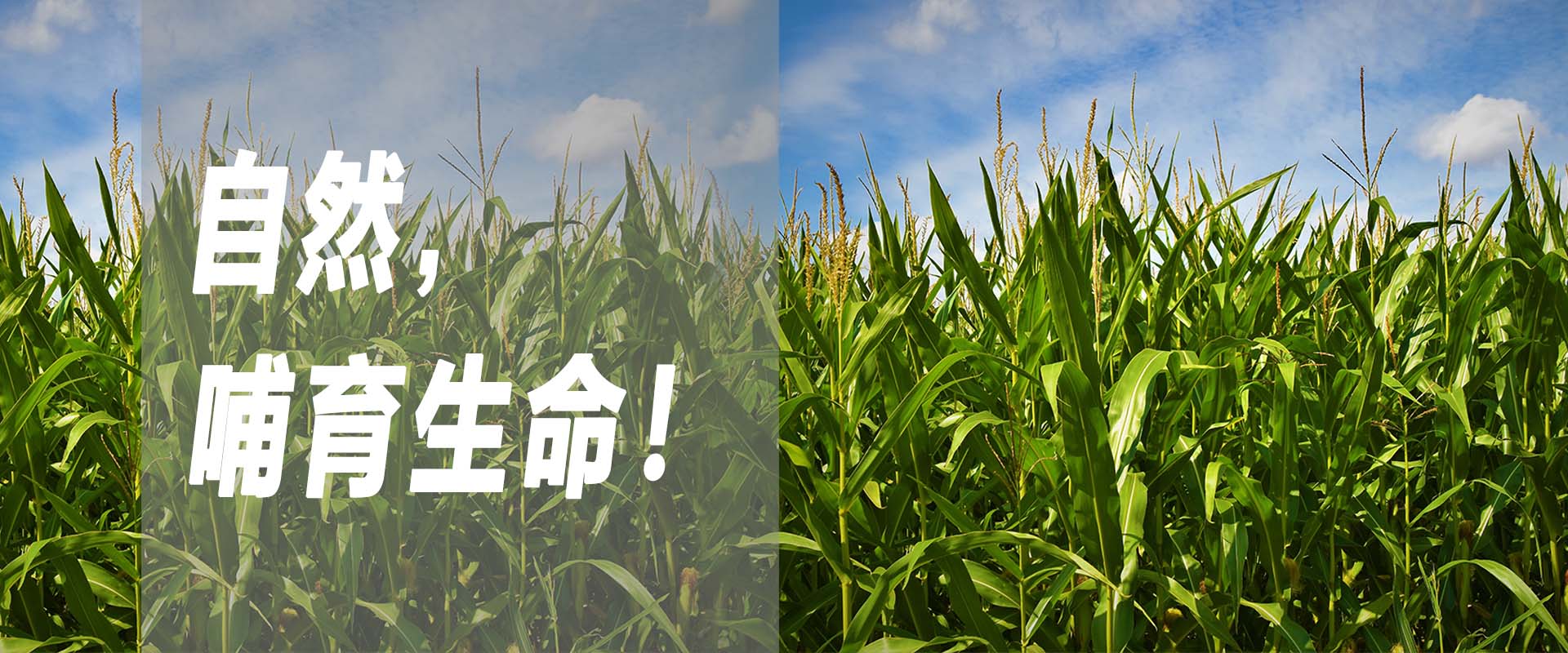 自然,哺育生命! 自然,哺育生命!
